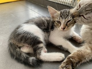 Kiko  - Domestic Long Hair + Scottish Fold Cat