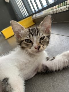 Kiko  - Domestic Long Hair + Scottish Fold Cat