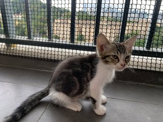 Kiko  - Domestic Long Hair + Scottish Fold Cat