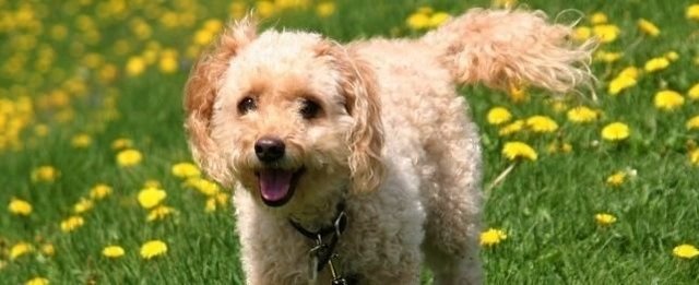 Flower  - Cockapoo Dog