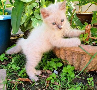 Mayo - Domestic Medium Hair Cat