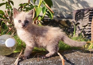 Ash - Domestic Medium Hair Cat