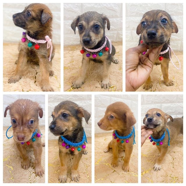 All Adopted - Roxy’s Babies - Mixed Breed Dog