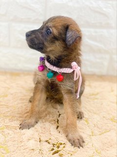 All Adopted - Roxy’s Babies - Mixed Breed Dog