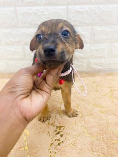 All Adopted - Roxy’s Babies - Mixed Breed Dog