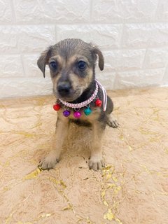 All Adopted - Roxy’s Babies - Mixed Breed Dog