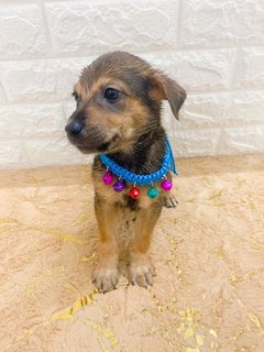 All Adopted - Roxy’s Babies - Mixed Breed Dog