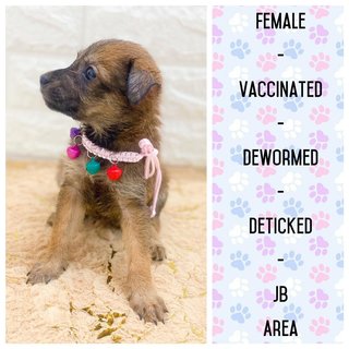 All Adopted - Roxy’s Babies - Mixed Breed Dog