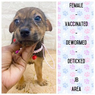 All Adopted - Roxy’s Babies - Mixed Breed Dog