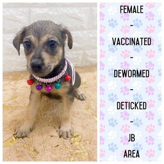 All Adopted - Roxy’s Babies - Mixed Breed Dog