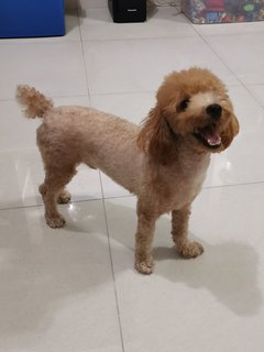 PF108666 - Poodle Dog