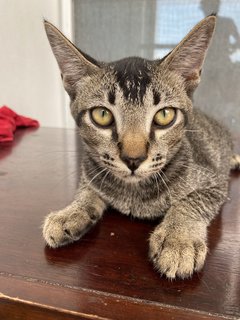 Spider  - Domestic Short Hair Cat