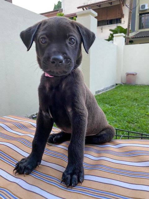 Charcoal - Mixed Breed Dog