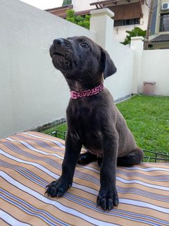 Charcoal - Mixed Breed Dog