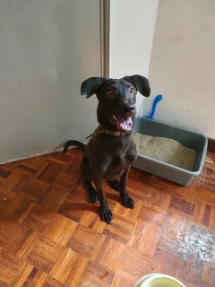 Java - Mixed Breed Dog