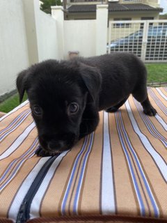 Onyx - Mixed Breed Dog