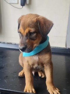 Sammy Boy - Mixed Breed Dog