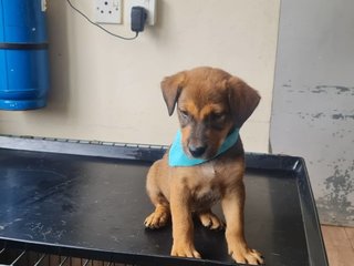 Sammy Boy - Mixed Breed Dog