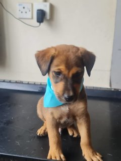 Sammy Boy - Mixed Breed Dog