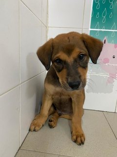 Sammy Boy - Mixed Breed Dog