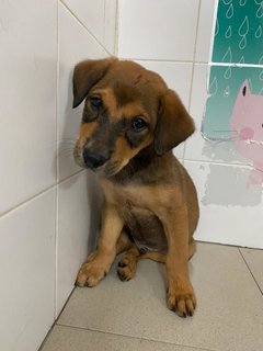 Sammy Boy - Mixed Breed Dog