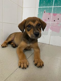 Sammy Boy - Mixed Breed Dog