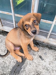 Sammy Boy - Mixed Breed Dog