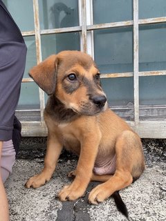 Sammy Boy - Mixed Breed Dog