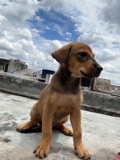 Sammy Boy - Mixed Breed Dog
