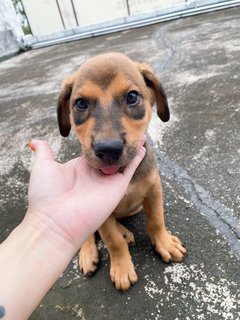 Sammy Boy - Mixed Breed Dog