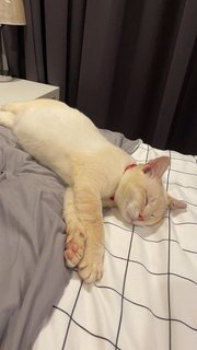 Casper sleeping angelically