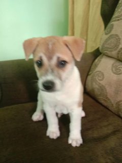 Puppies - Mixed Breed Dog