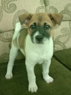 Puppies - Mixed Breed Dog
