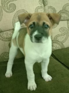 Puppy - Mixed Breed Dog