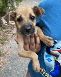 Plain Jane And Jill - Chihuahua Mix Dog