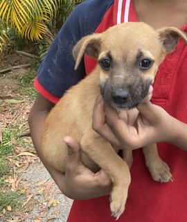 Plain Jane And Jill - Chihuahua Mix Dog