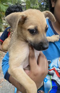 Plain Jane And Jill - Chihuahua Mix Dog