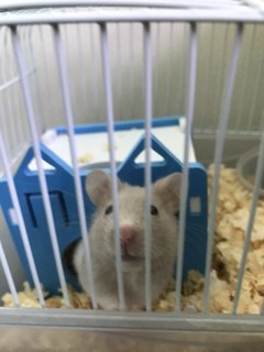 Phatrick - Syrian / Golden Hamster Hamster