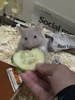 Phatrick - Syrian / Golden Hamster Hamster