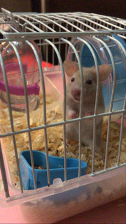 Phatrick - Syrian / Golden Hamster Hamster