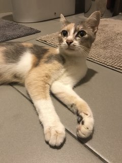 Cali+co - Domestic Short Hair Cat