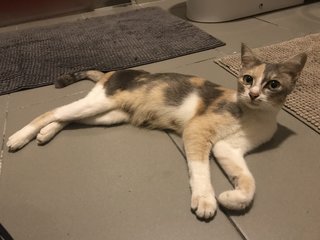 Cali+co - Domestic Short Hair Cat