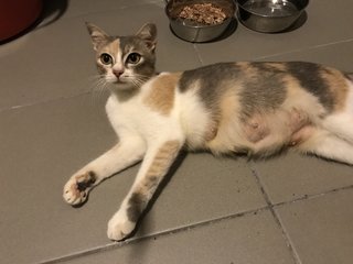 Cali+co - Domestic Short Hair Cat