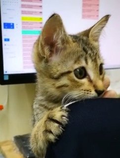 Caspian - Domestic Short Hair Cat
