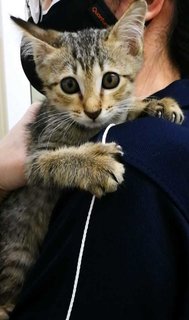 Caspian - Domestic Short Hair Cat