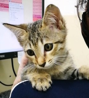 Caspian - Domestic Short Hair Cat