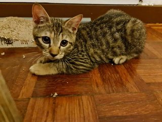 Tiger  - British Shorthair Cat