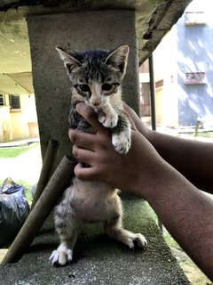 Mochi - Domestic Medium Hair Cat