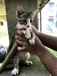 Mochi - Domestic Medium Hair Cat