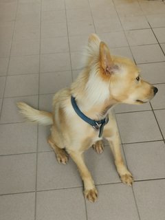 PF108724 - Mixed Breed Dog